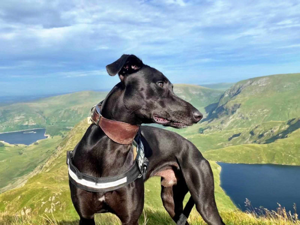 Wandering Vet Nurse. Dog Walking Bedlington