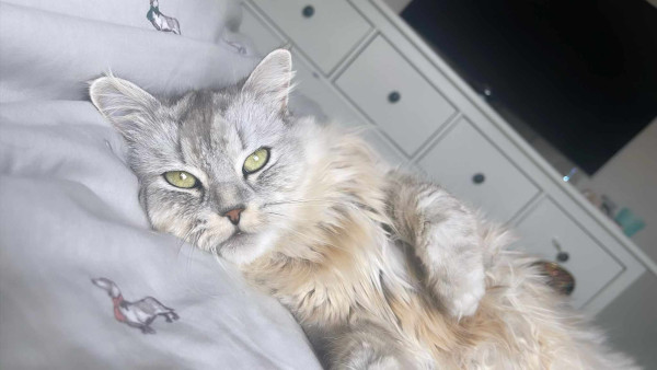 Wandering Vet Nurse. Dog Walking Bedlington