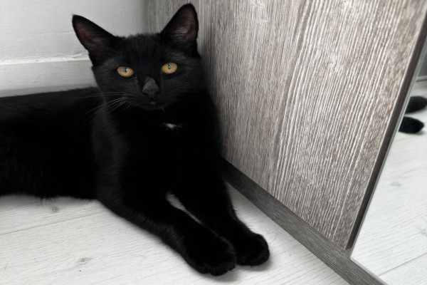 Wandering Vet Nurse. Dog Walking Bedlington