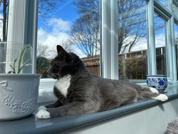 Wandering Vet Nurse. Dog Walking Bedlington