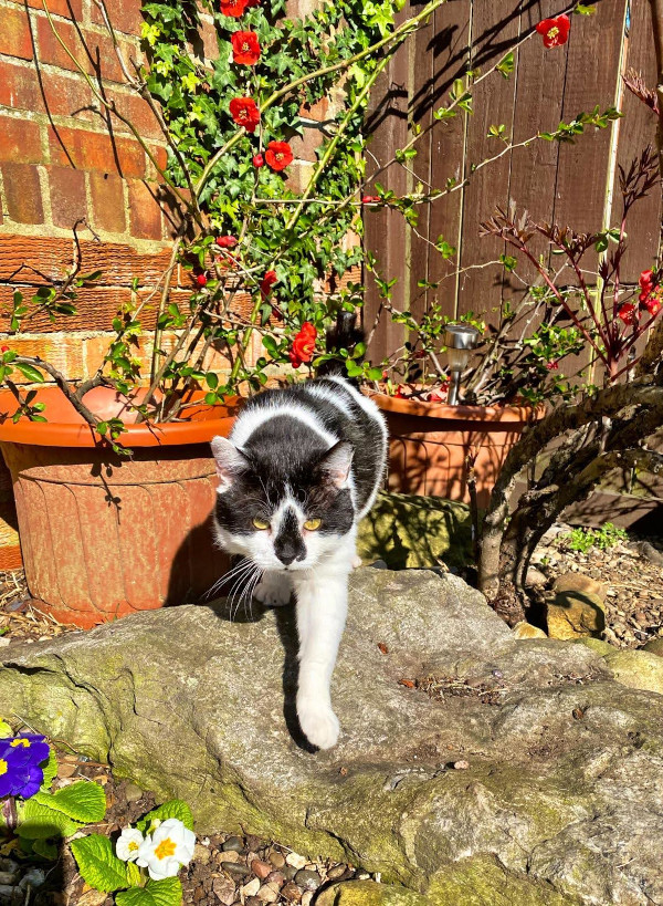 Wandering Vet Nurse. Dog Walking Bedlington