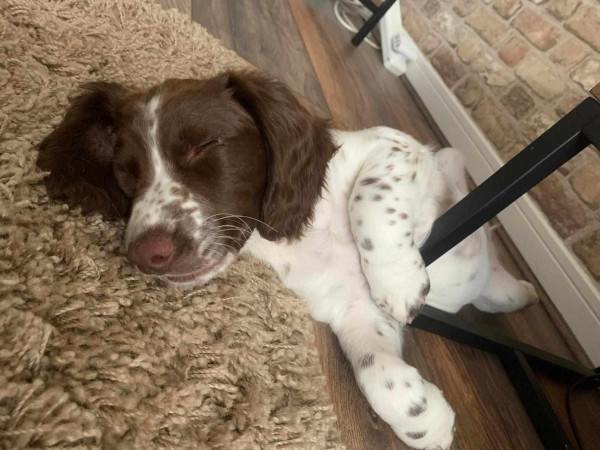 Wandering Vet Nurse. Dog Walking Bedlington