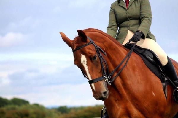 Wandering Vet Nurse. Dog Walking Bedlington