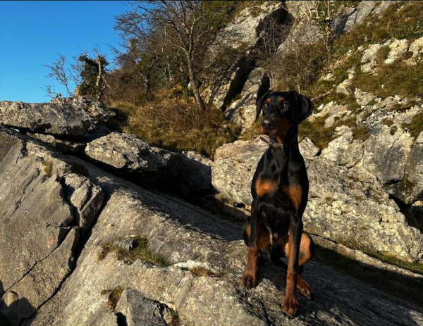 Wandering Vet Nurse. Dog Walking Bedlington
