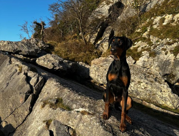 Wandering Vet Nurse. Dog Walking Bedlington
