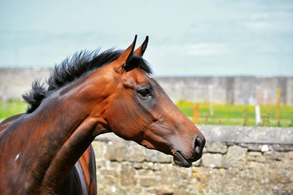 Wandering Vet Nurse. Dog Walking Bedlington