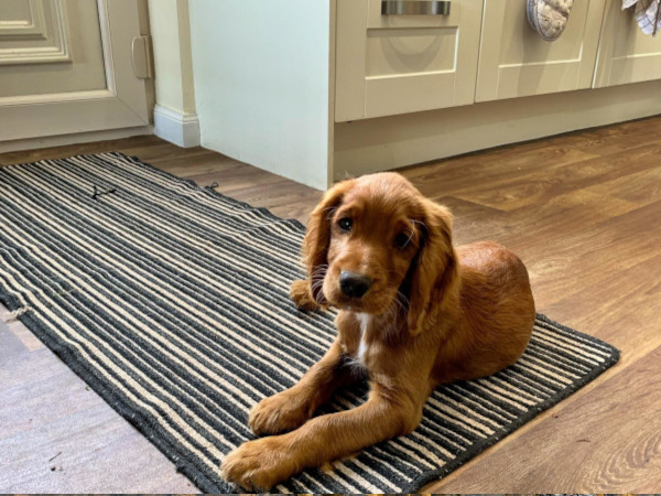 Wandering Vet Nurse. Dog Walking Bedlington