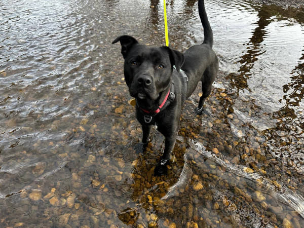 Wandering Vet Nurse. Dog Walking Bedlington