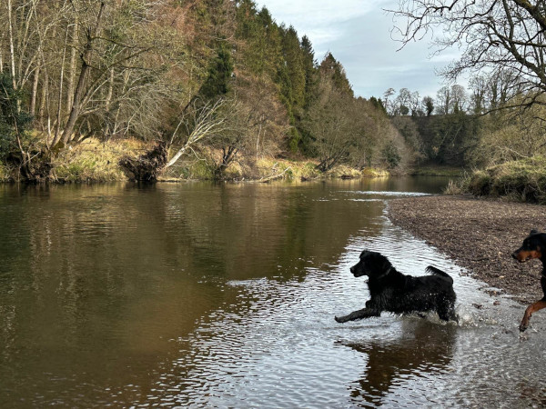 Wandering Vet Nurse. Dog Walking Bedlington