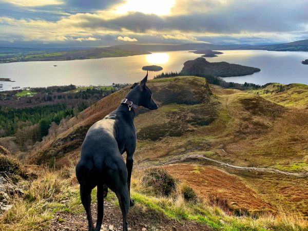 Wandering Vet Nurse. Dog Walking Bedlington