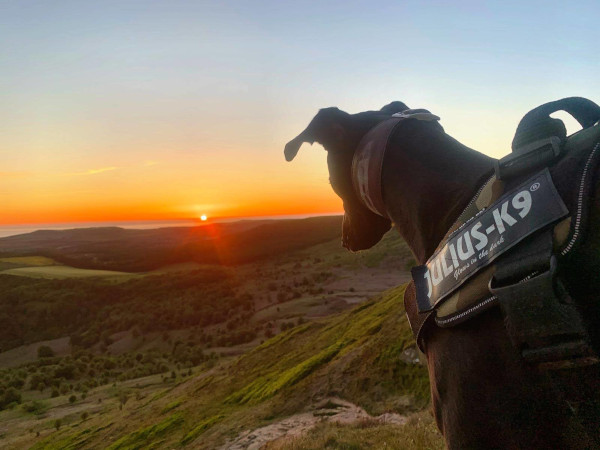 Wandering Vet Nurse. Dog Walking Bedlington
