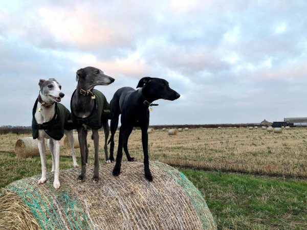 Wandering Vet Nurse. Dog Walking Bedlington