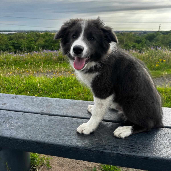 Wandering Vet Nurse. Dog Walking Bedlington