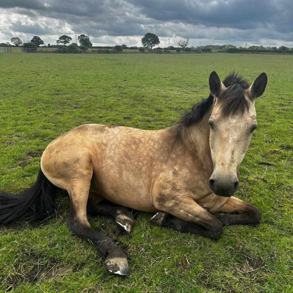 Wandering Vet Nurse. Dog Walking Bedlington