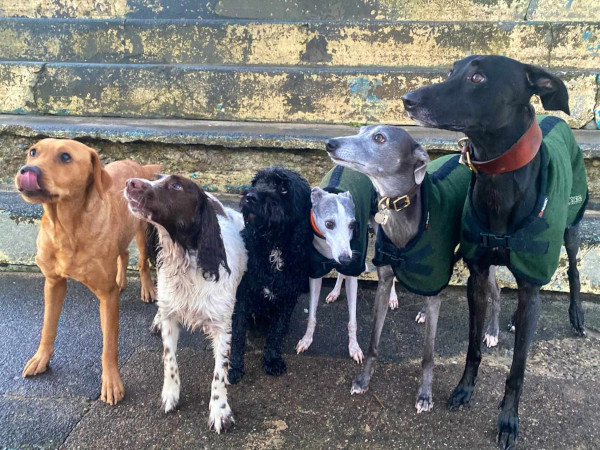 Wandering Vet Nurse. Dog Walking Bedlington