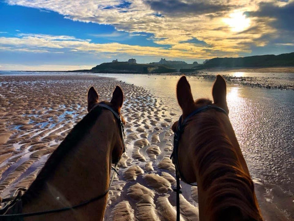 Wandering Vet Nurse. Dog Walking Bedlington
