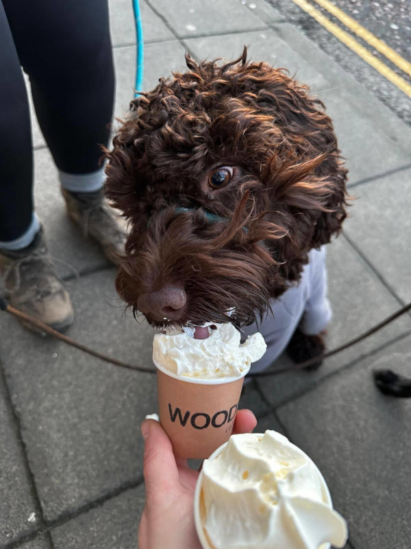 Wandering Vet Nurse. Dog Walking Bedlington