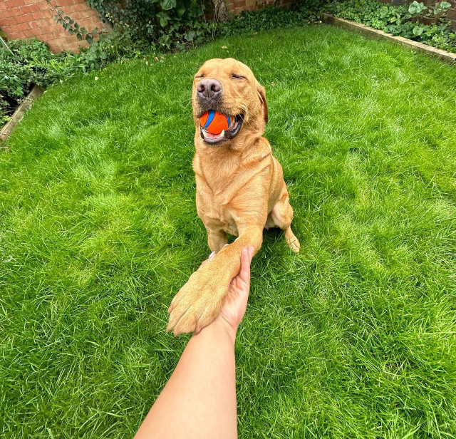 Wandering Vet Nurse. Dog Walking Bedlington