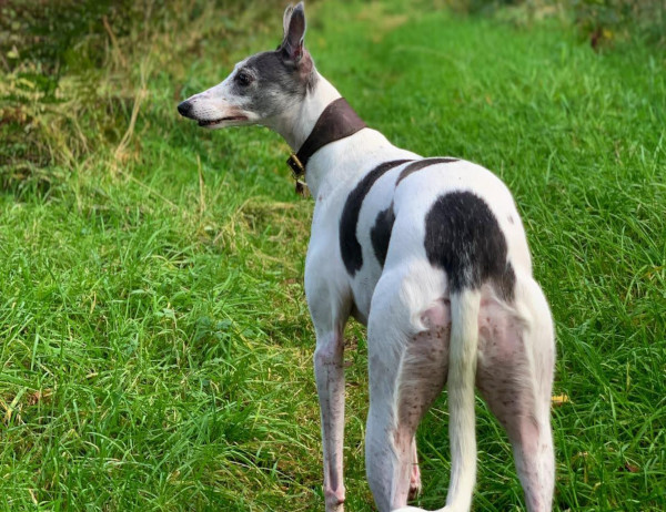 Wandering Vet Nurse. Dog Walking Bedlington