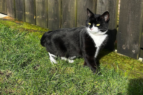 Wandering Vet Nurse. Dog Walking Bedlington