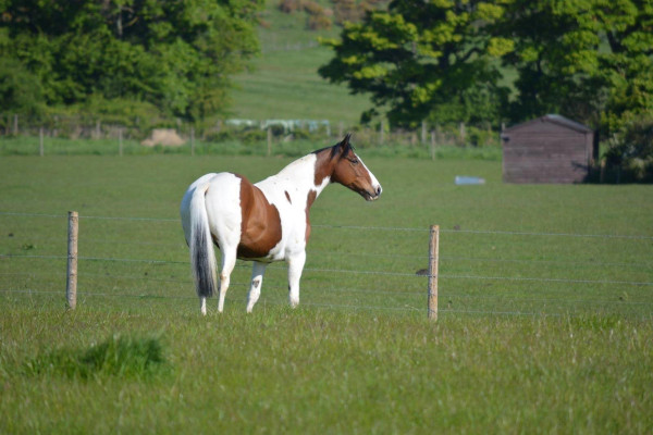 Wandering Vet Nurse. Dog Walking Bedlington
