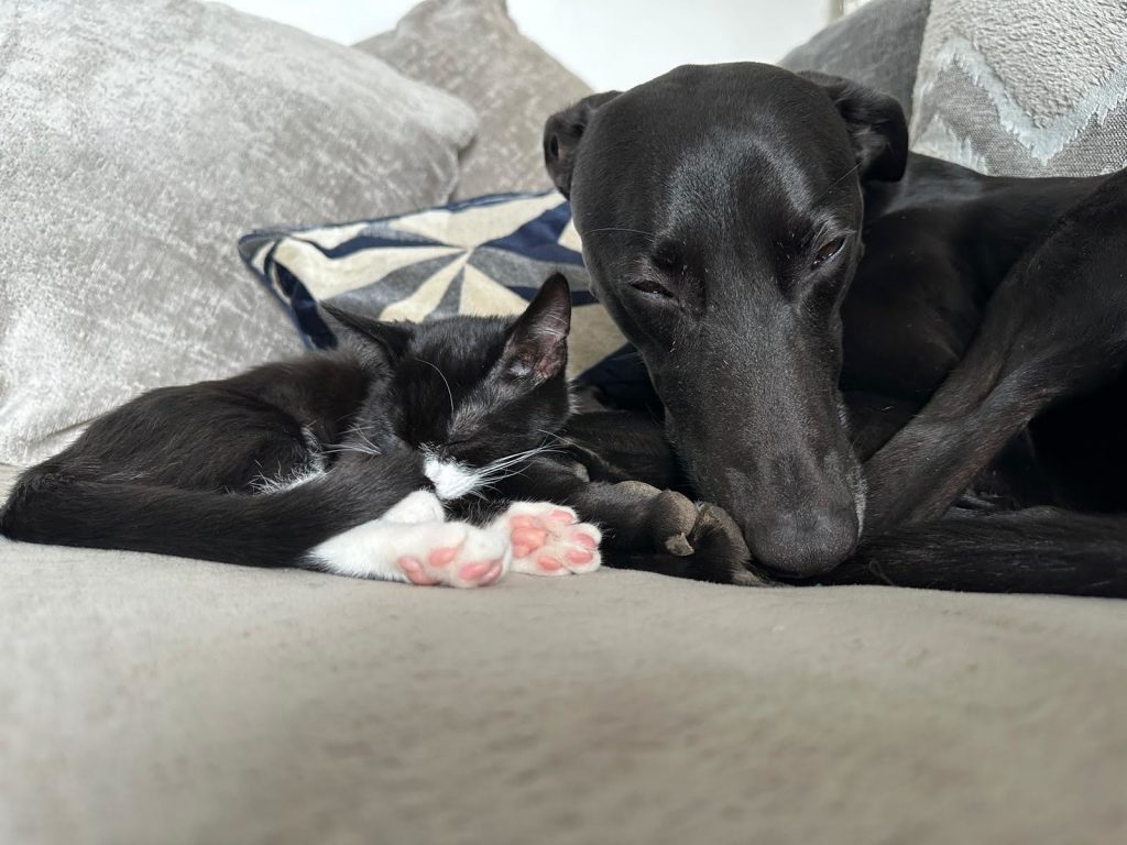 Wandering Vet Nurse. Dog Walking Bedlington