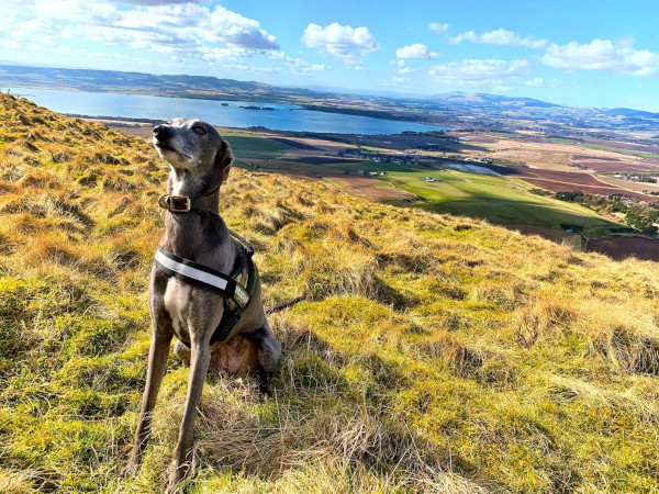 Wandering Vet Nurse. Dog Walking Bedlington
