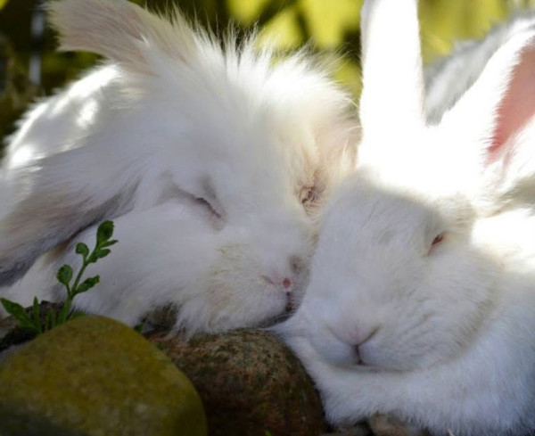 Wandering Vet Nurse. Dog Walking Bedlington