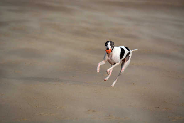 Wandering Vet Nurse. Dog Walking Bedlington