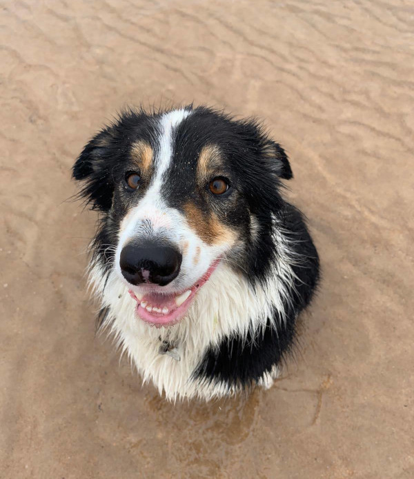 Wandering Vet Nurse. Dog Walking Bedlington
