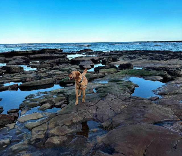 Wandering Vet Nurse. Dog Walking Bedlington