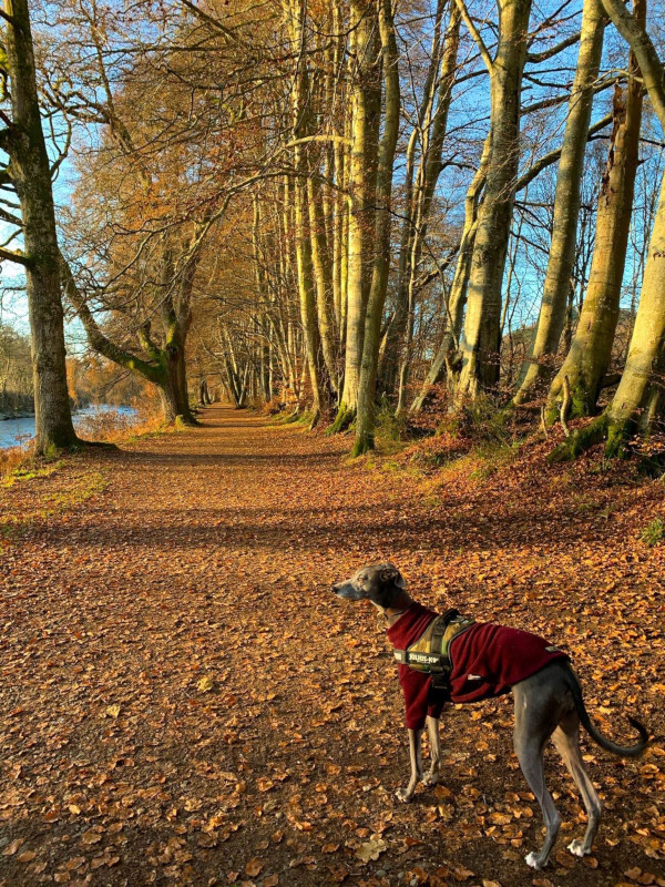 Wandering Vet Nurse. Dog Walking Bedlington
