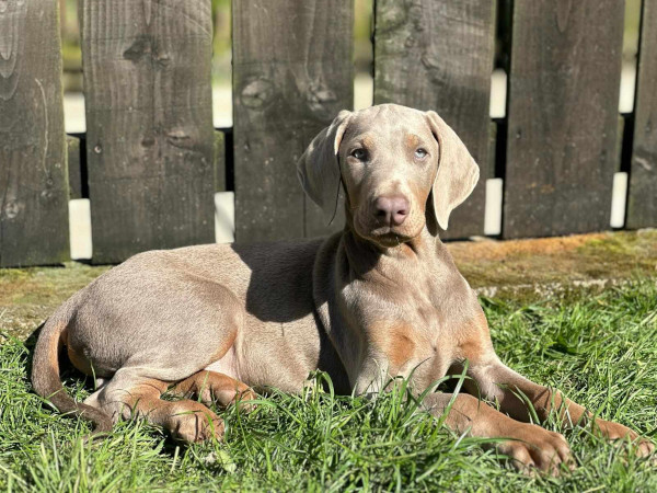Wandering Vet Nurse. Dog Walking Bedlington